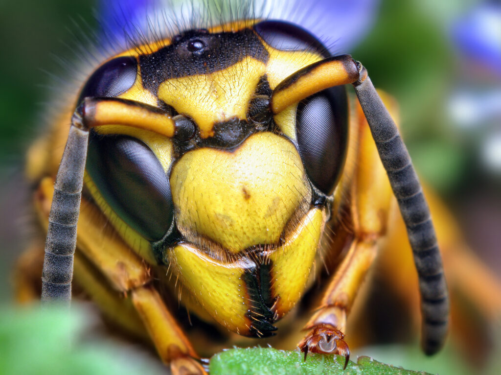 Cover yourself when dealing with yellow jacket nests.