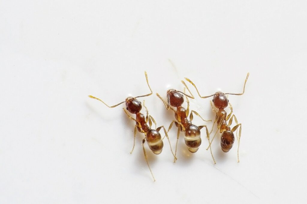 Get rid of ants with essential oils by spreading the oils on areas with high ant activity.