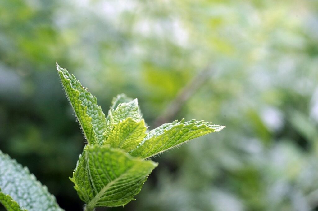 Spiders don't like the scent of peppermint.
