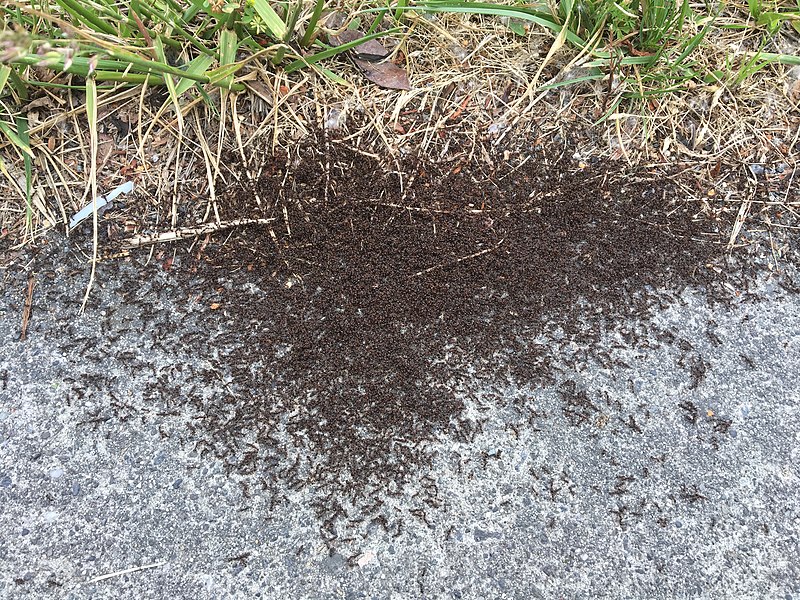 There are many different kinds of tiny ants that can infest your bedroom, like pavement ants.