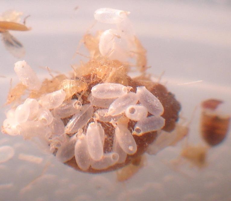 Bed bugs and their eggs can thrive in carpets.