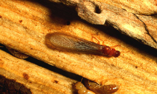 Dampwood termites are some of the many kinds of termites that can infest rental properties.