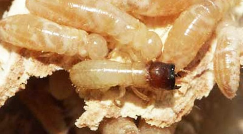 Baking soda can't kill termites.