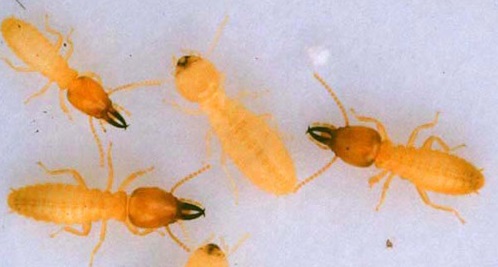Formosan termites are some of the most aggressive and destructive termites you can have at home.