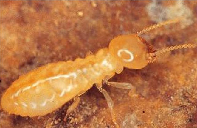 Subterranean termites build some of the most intricate insect nests in the world.