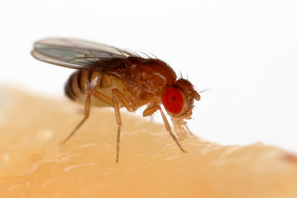 Fruit flies like to lay eggs in decaying fruit.