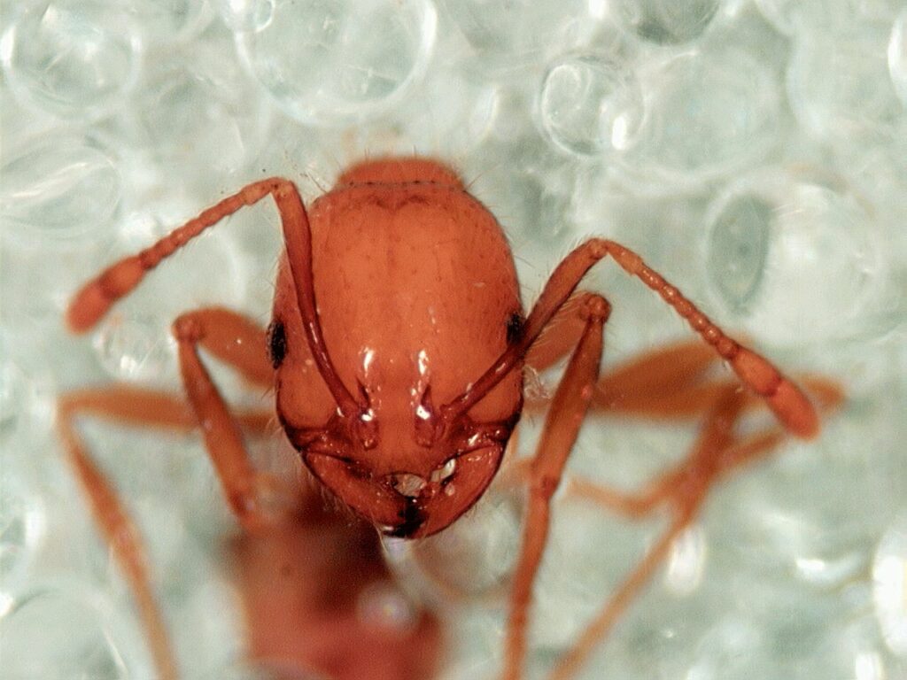 You can treat fire ant bites and stings with cold compress.