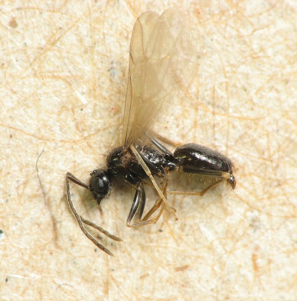 Flying ants are not necessarily attracted to light.