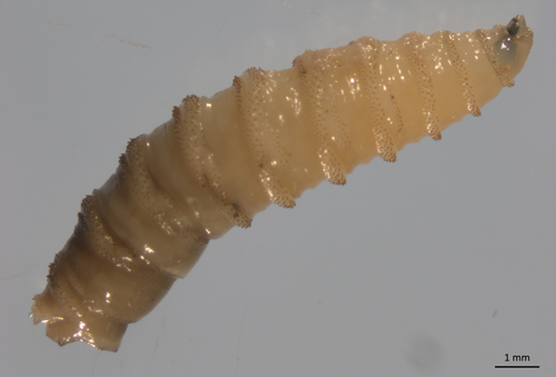 Screwworms are some of the most prominent types of blow flies.