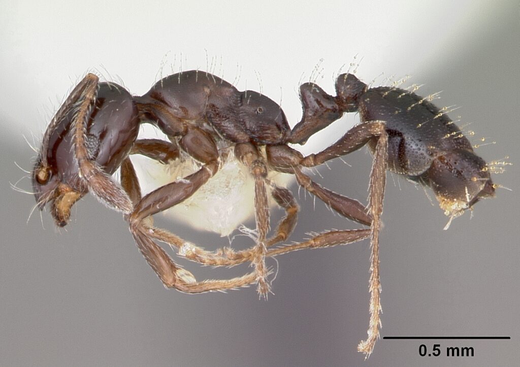 Small black ants look exactly how you think they look.