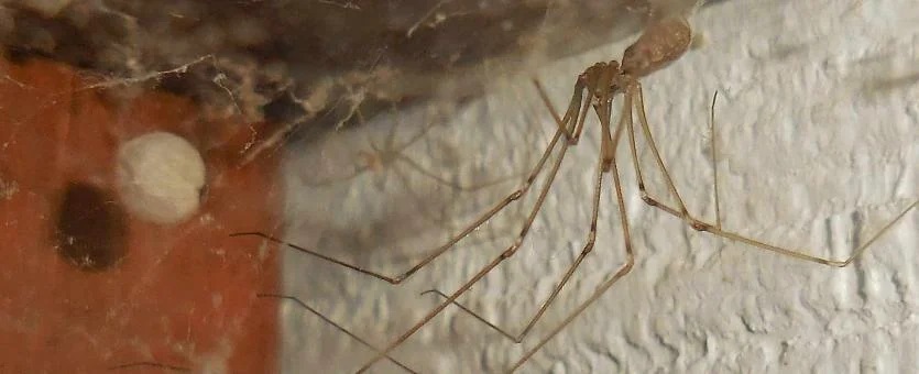 Cellar spiders are some of the many spiders you can have in your house.