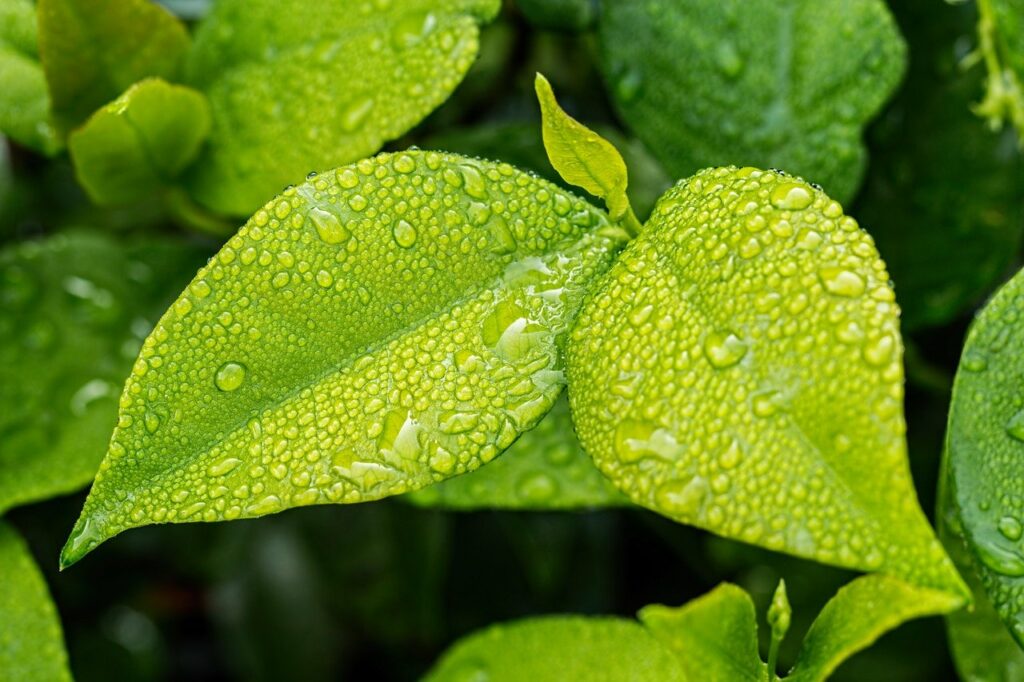 Get rid of whiteflies naturally with vinegar.