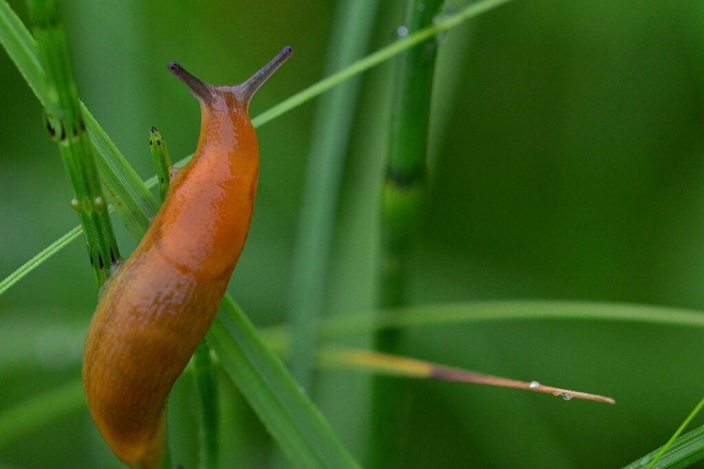 Slugs are attracted to particular plants and herbs.