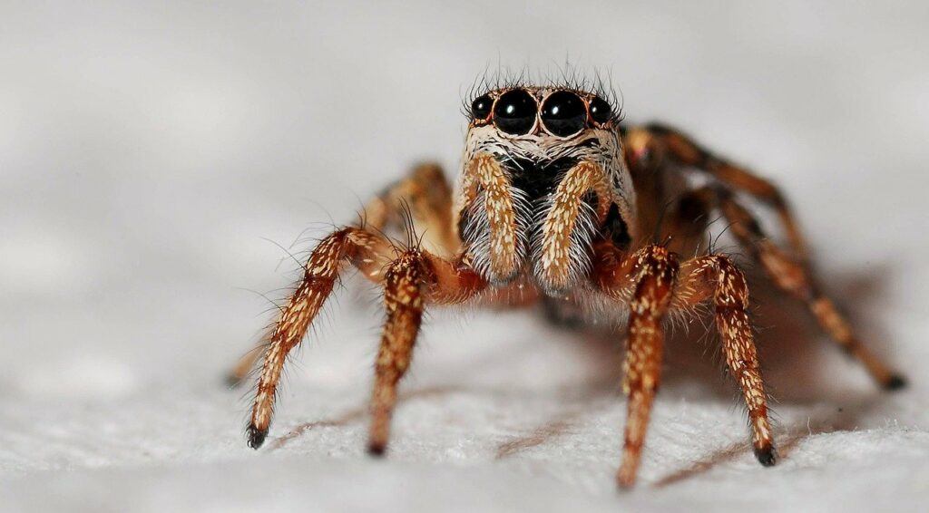 Why Are There So Many Spiders in Your House? Deal With Pests