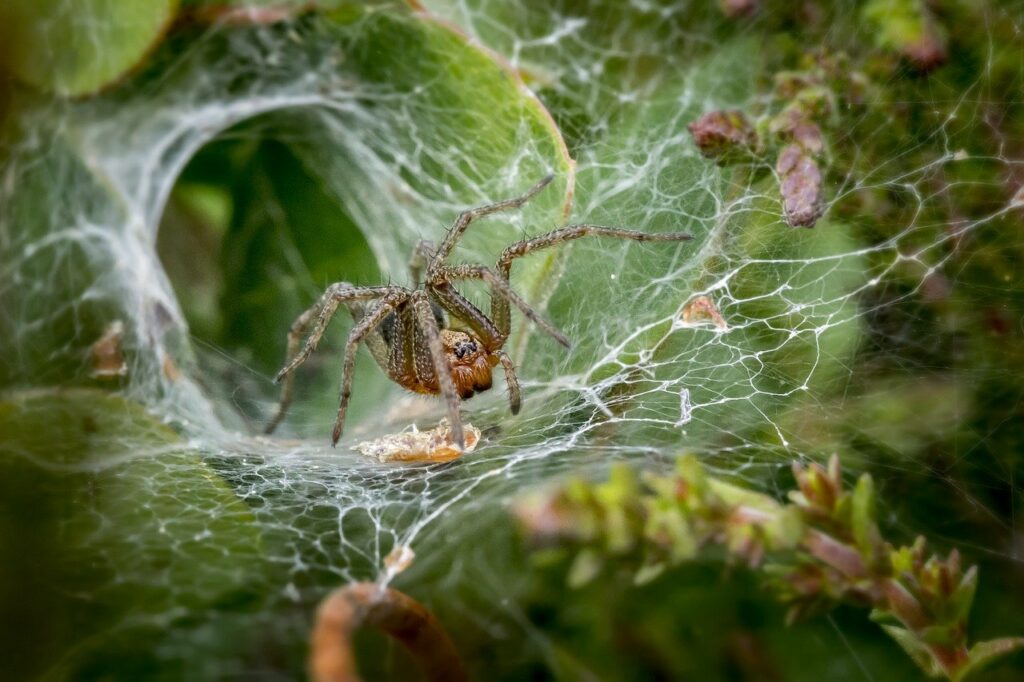 Peppermint oil does repel spiders.