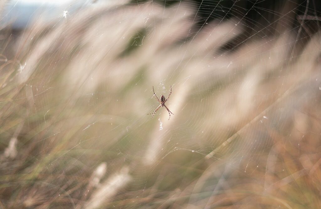 Spiders in your house can be annoying because of the webs they weave.