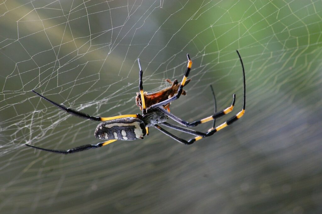 Spiders benefit humans because they are natural pest controllers.