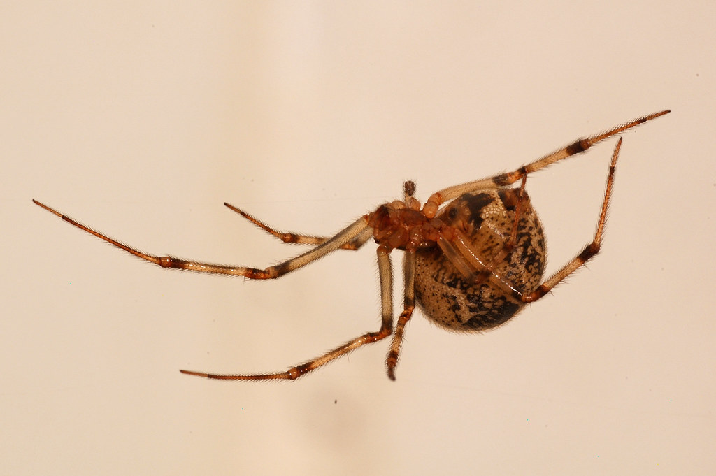 The American house spider is one of the most common types of house spiders.