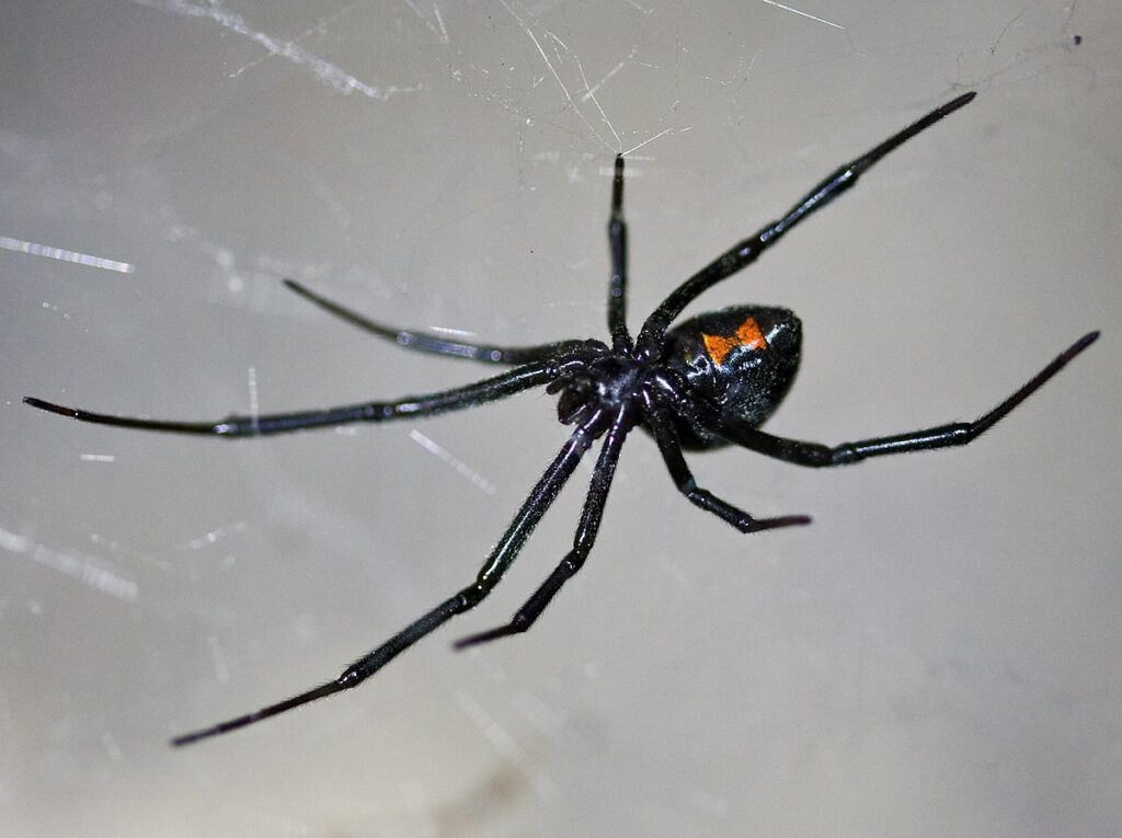 House spiders are not poisonous, but there are venomous ones like black widows.