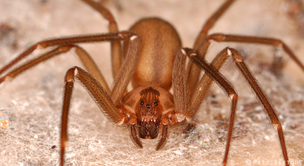 The brown recluse spider has a devastating bite.
