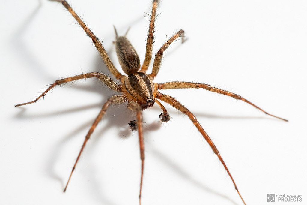 Hobo spiders like dry and warm environments.