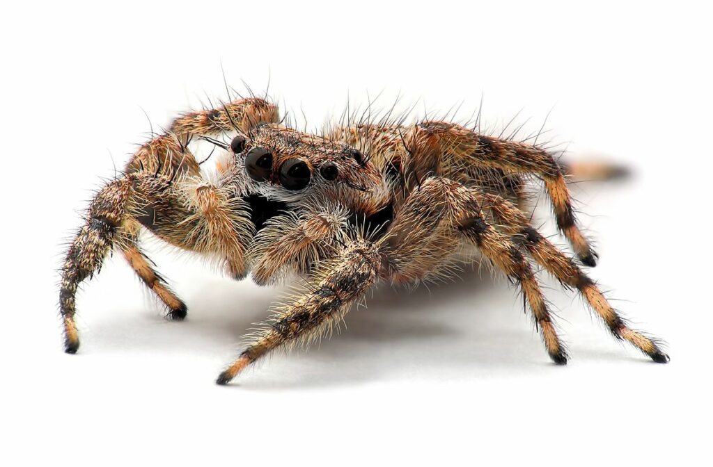 Jumping spiders are very common types of house spiders.