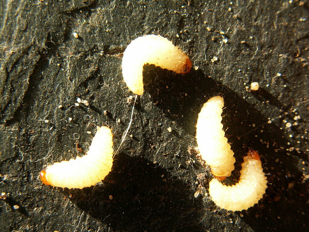 Vine weevils and their grubs are harmful garden pests.