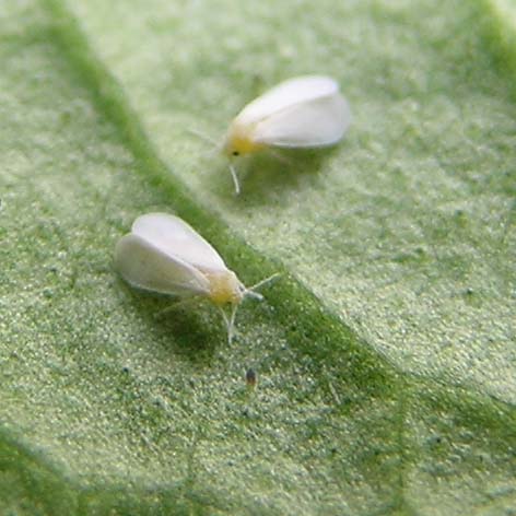 Whiteflies are small sap-sucking insects.