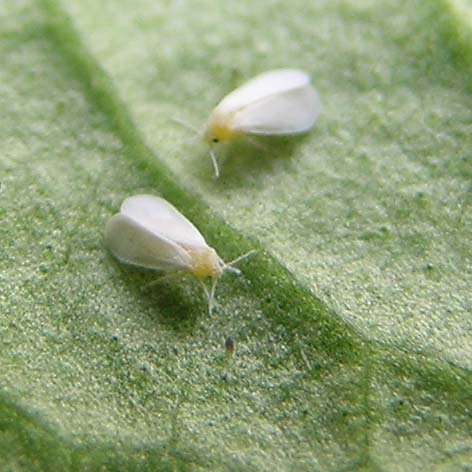 Yes, vinegar will kill whiteflies.