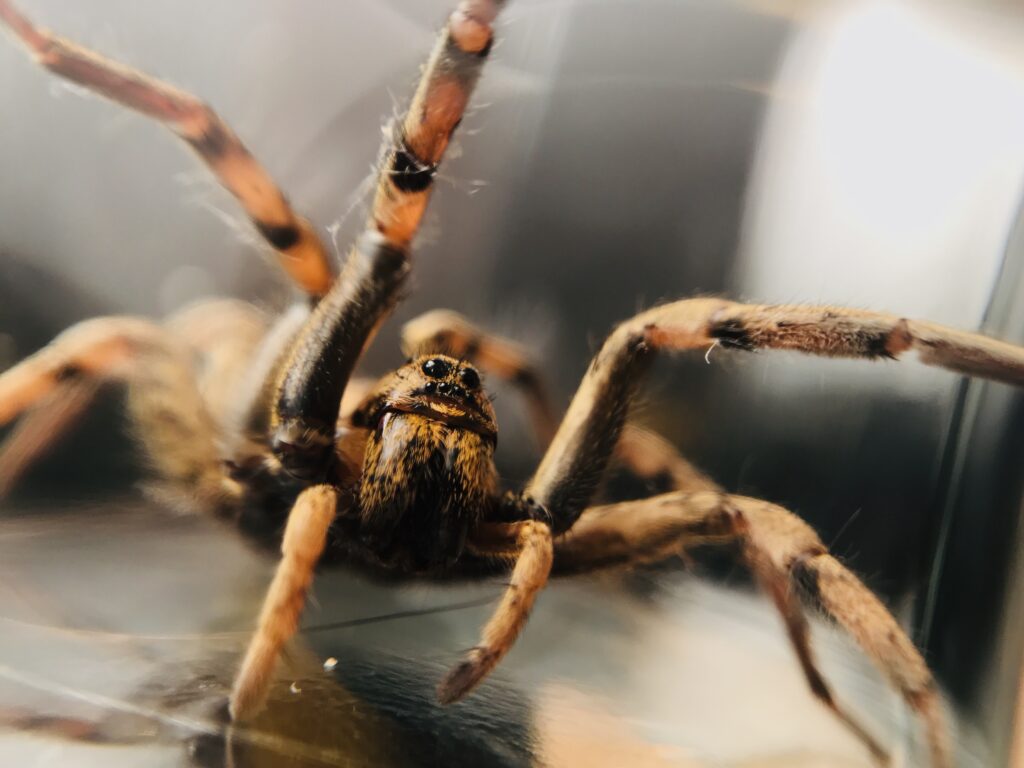 The wolf spider is often confused with a tarantula.