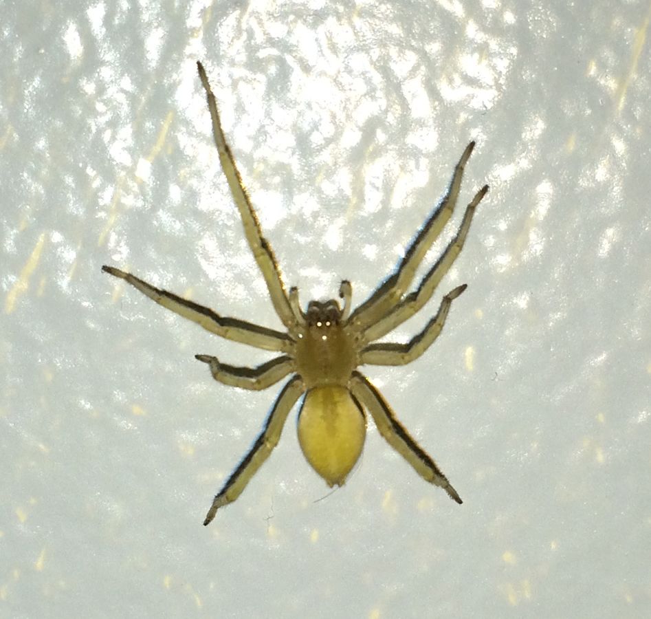 The yellow sac spider can get inside your house during the colder months of the year.