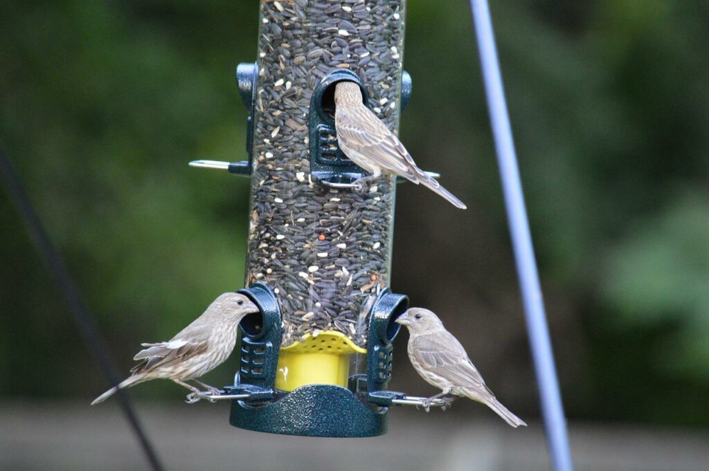 You can keep squirrels out with specialized bird feeders.