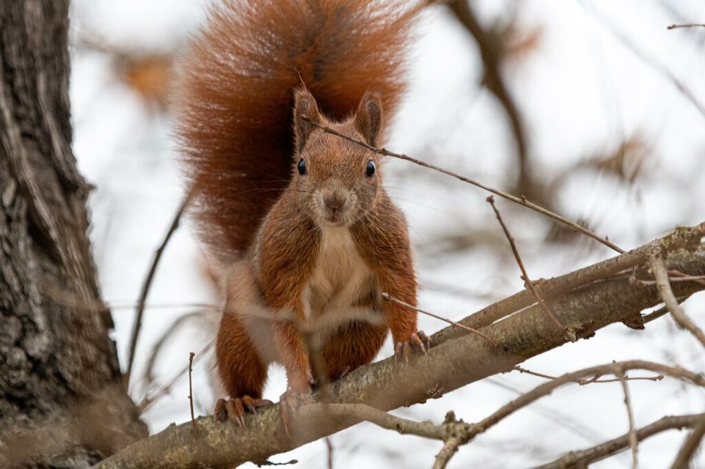 Squirrels like high places such as roofs and tree branches.
