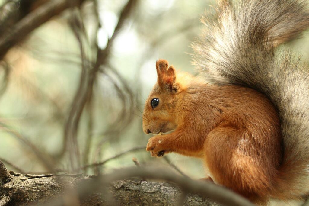 The dangers of squirrels include disease-causing bacteria.