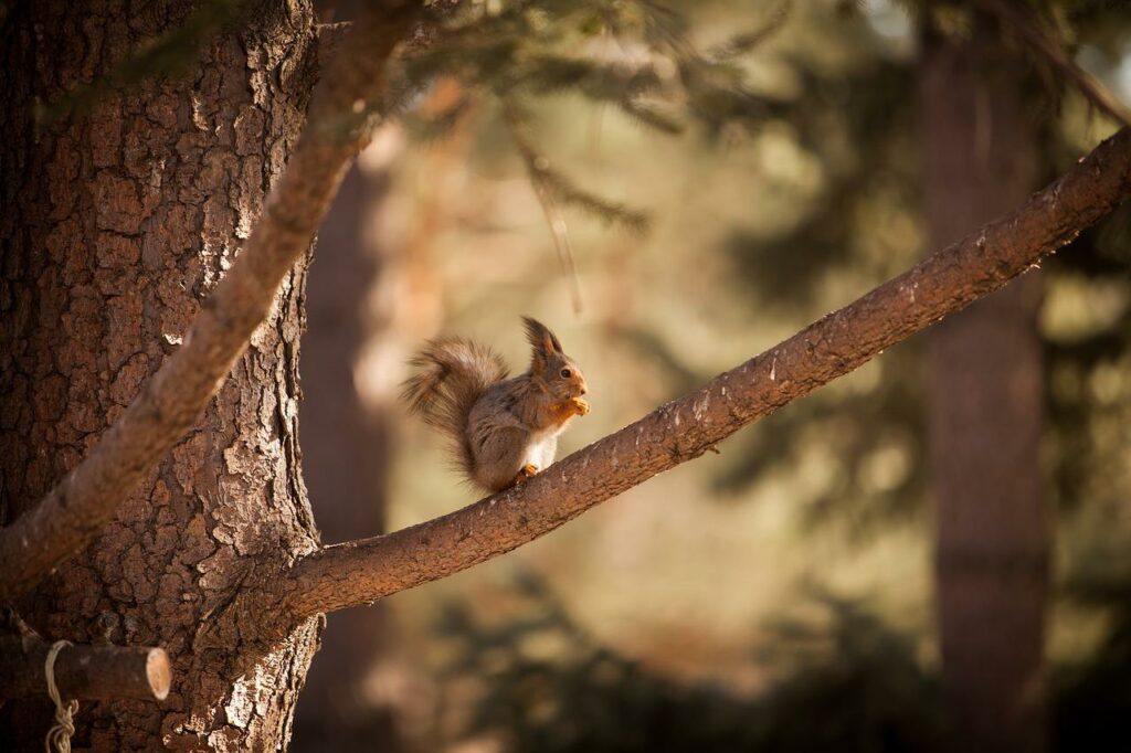 Squirrels are dangerous because they can destroy gardens.