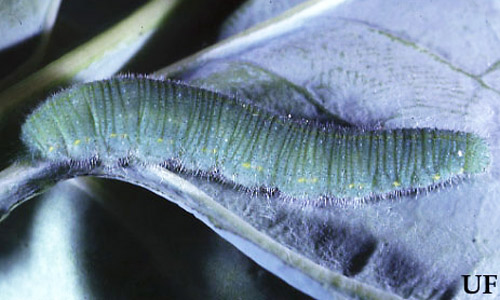 Cabbage worms are common garden pests