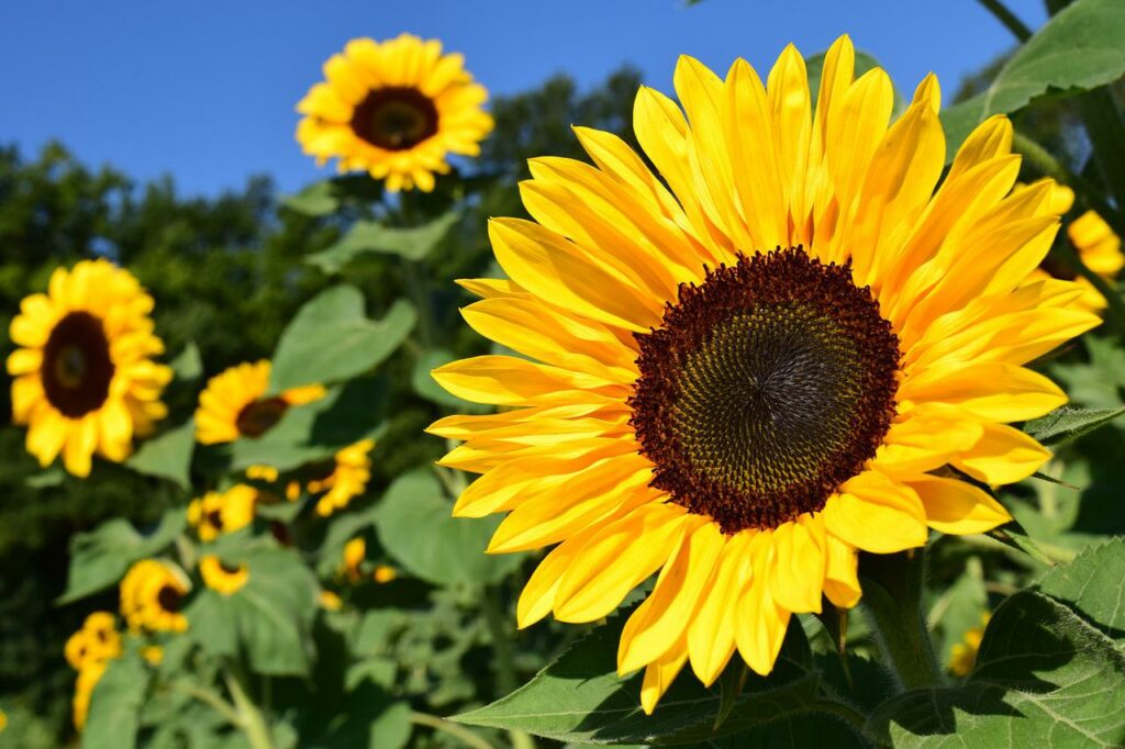 Bait slugs with natural slug attractors like sunflowers.