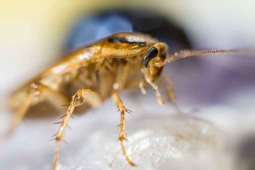 You don't want to touch a cockroach because it's a disease carrier.