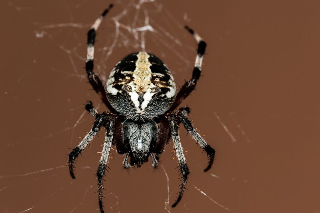 Keep spiders out of your bed because they can bite you.