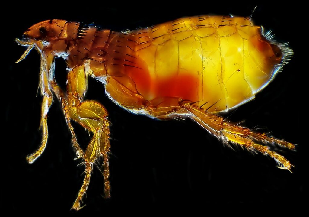 Aside from flea bites, cat fleas pose a health risk to your pet.