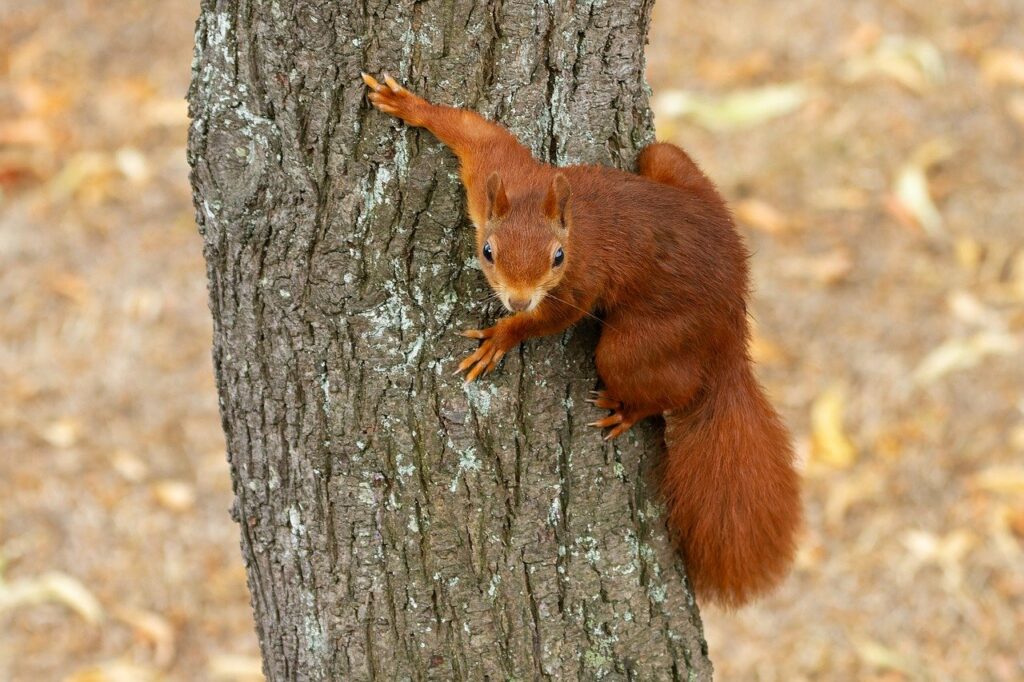 Keep squirrels out of bird feeders by placing their poles in open areas.