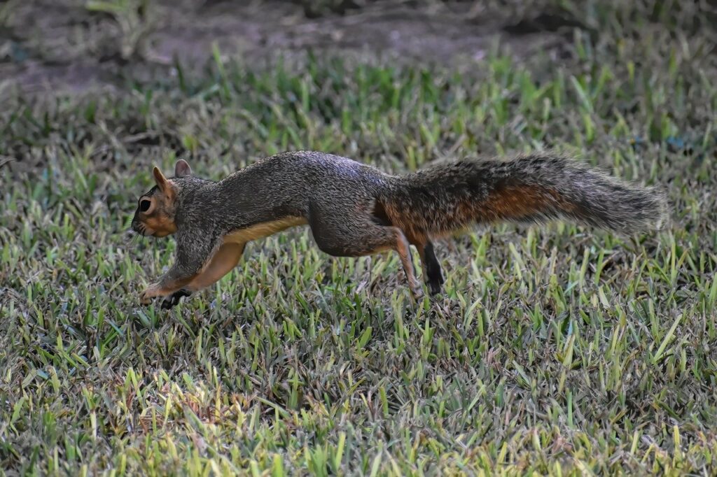 Squirrels can also snatch seeds that have fallen from bird feeders.