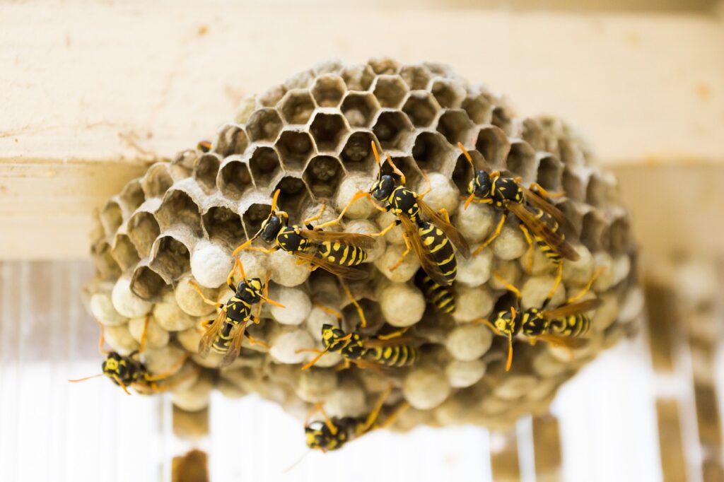You see lots of wasps but no nest because you have wasp attractors at home.
