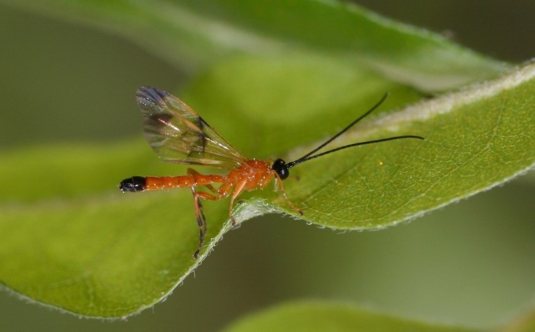 Parasitic wasps are effective biological controllers.
