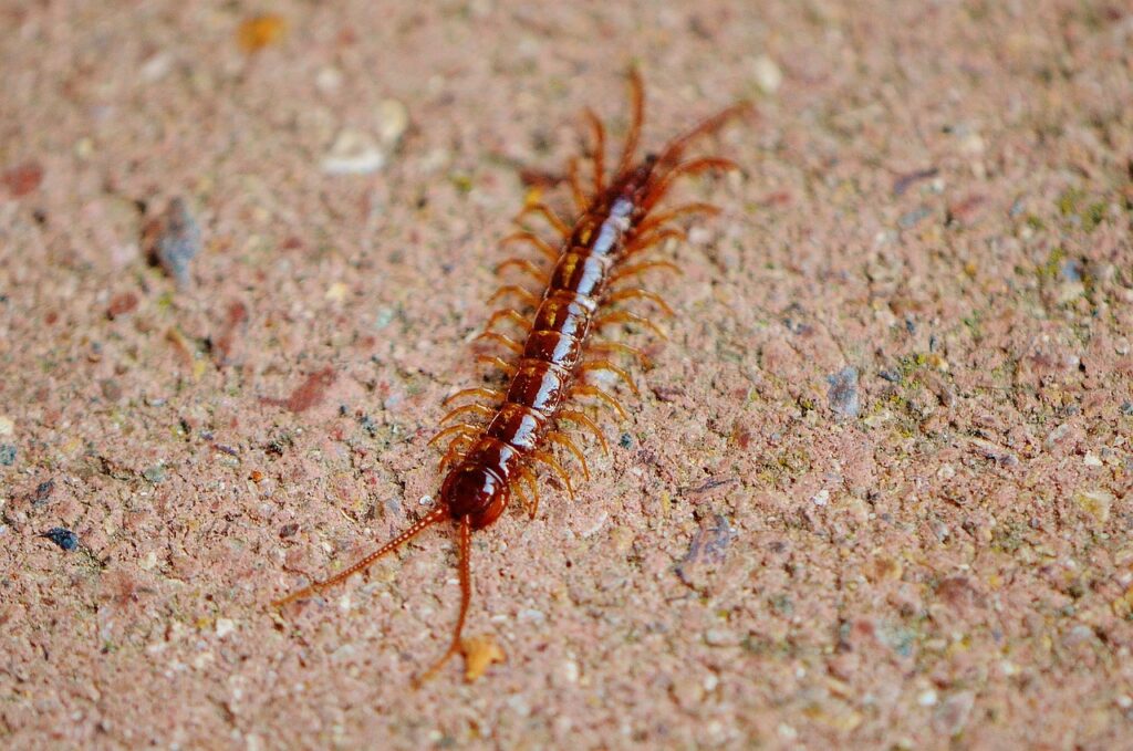 Centipede bites rarely occur, but they can be dangerous in some cases.