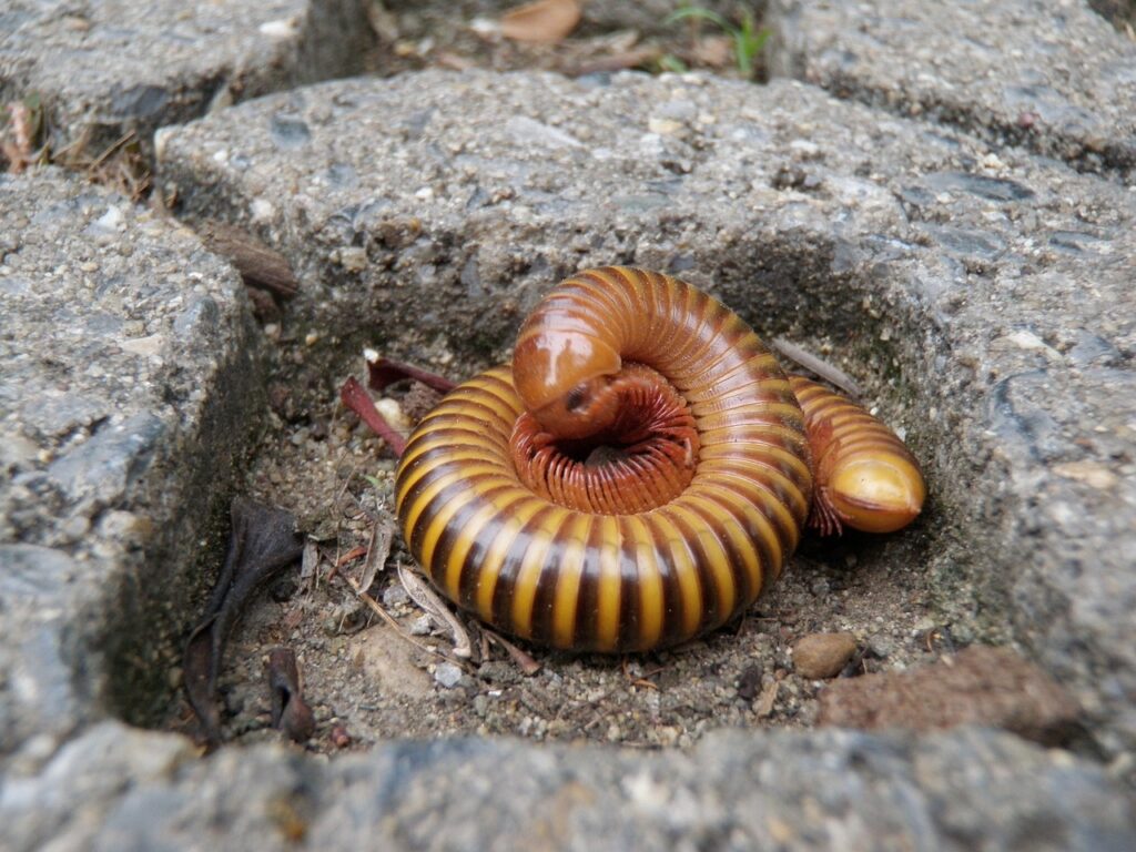 Millipedes are more dangerous to gardens than centipedes.
