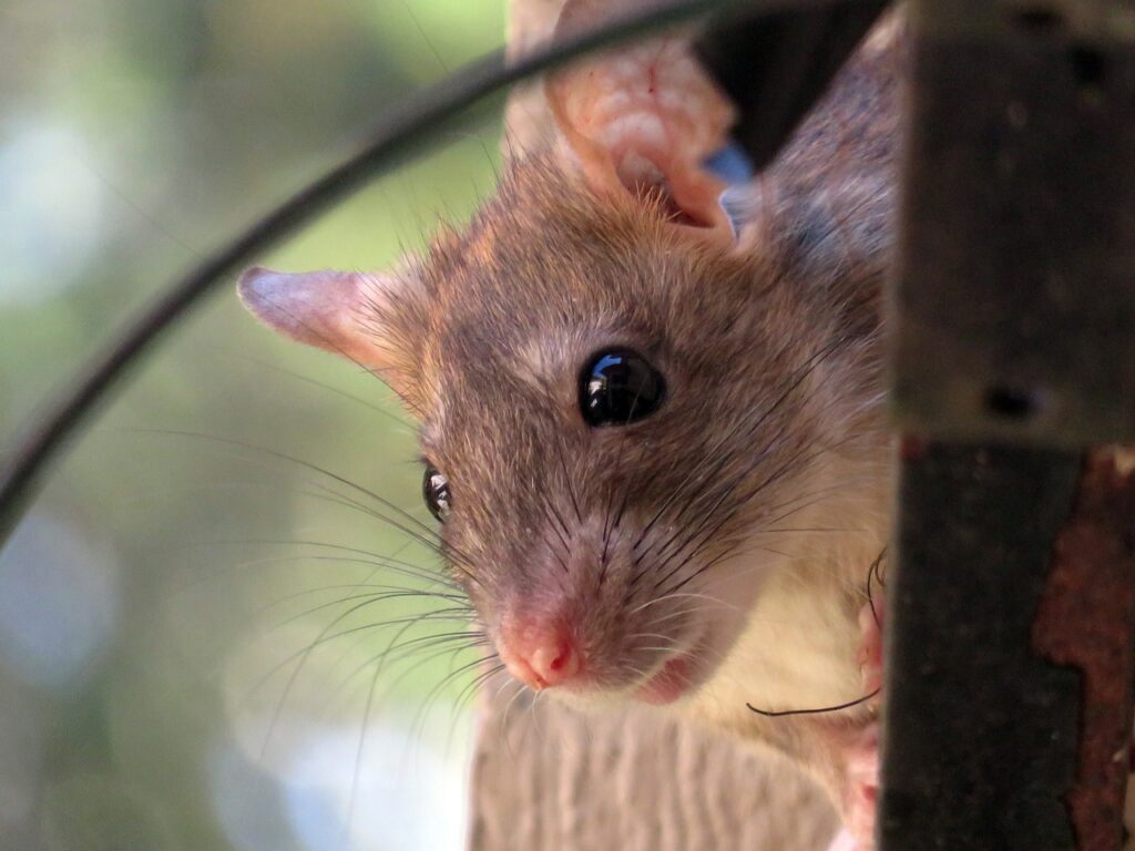Rats can chew through metal like aluminum.