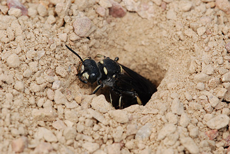 Solitary wasps live in individual nests.
