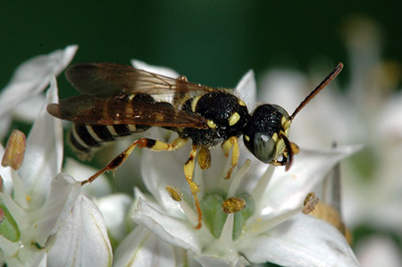 Solitary wasps are generally harmless.