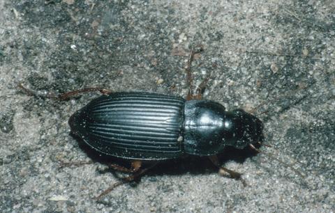 Ground beetles are some of the best beneficial insects for your garden.